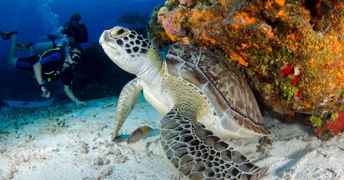 The Wildlife Havens of the Galápagos Islands